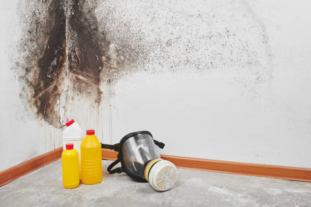 Best Crawl Space Mold Remediation in Friona, TX