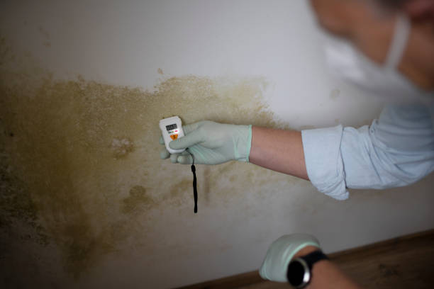 Best Residential Mold Remediation in Friona, TX