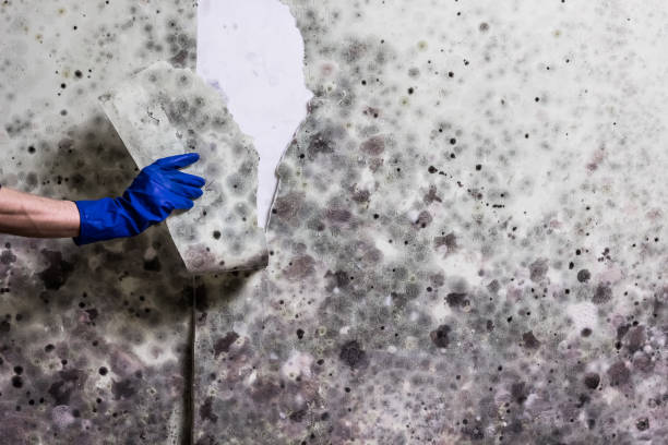 Best Residential Mold Remediation in Friona, TX