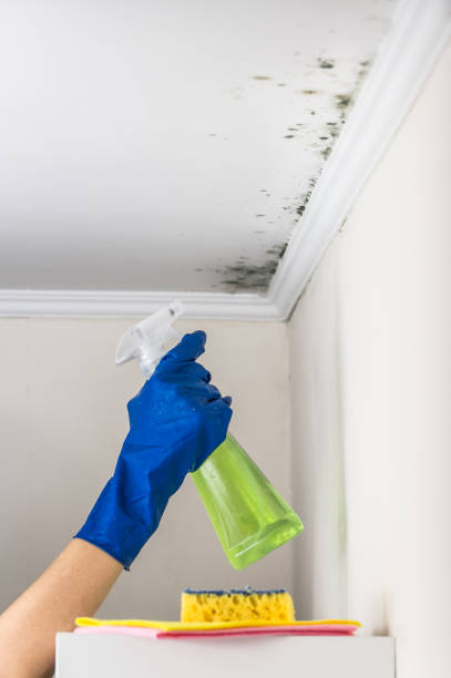 Best Preventive Mold Services in Friona, TX
